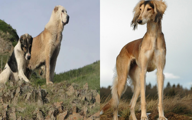 «Qazaq tazysy men tóbet kúni»: Qazaqstanda jańa mereke paıda boldy