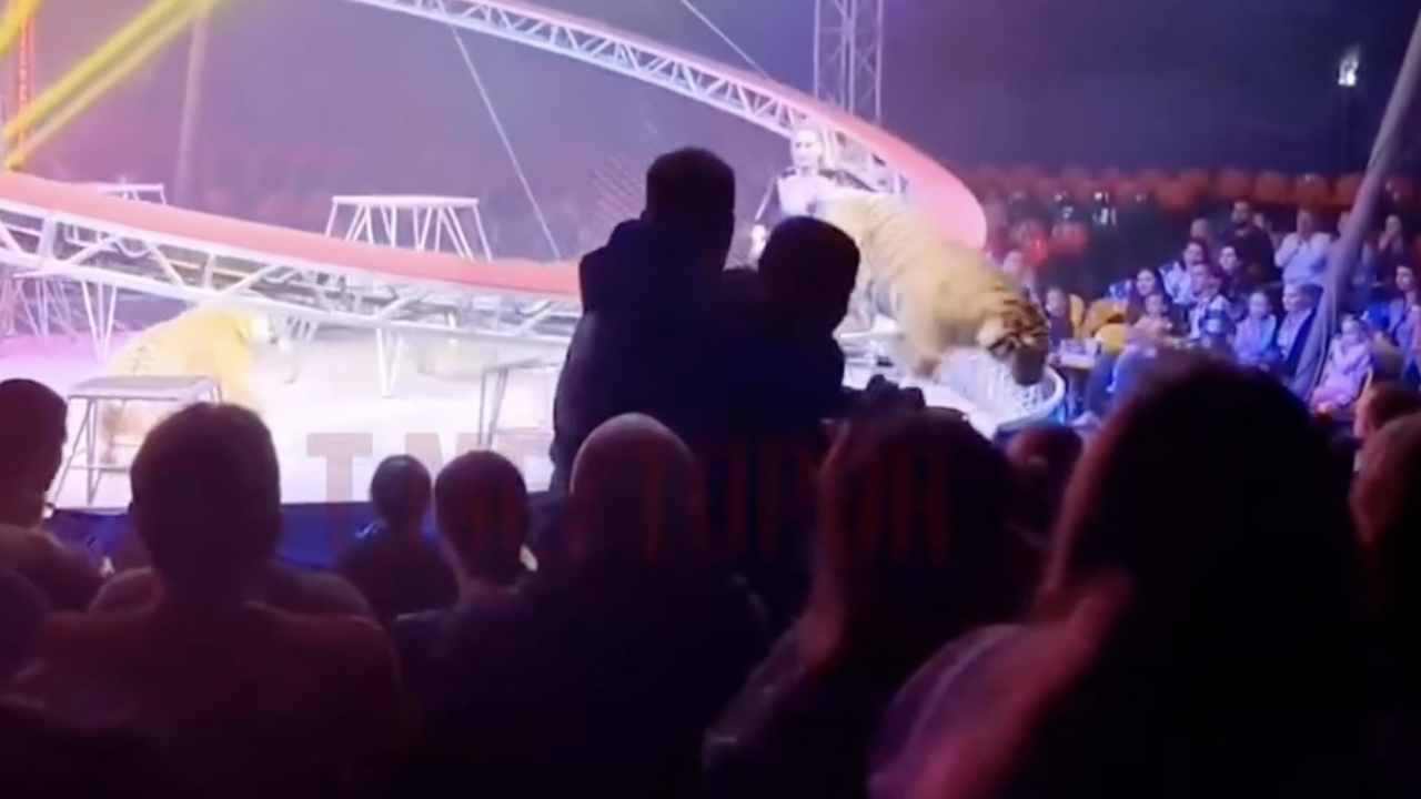 Reseıde qoıylym kezinde jolbarys kórermenderge qaraı sekirgen