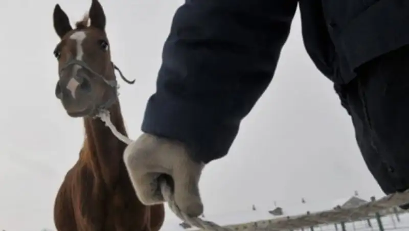 17 jyl mal baqqan shopan kúdikke ilindi: Jetisý oblysynda iri kólemdegi mal urlyǵy ashyldy