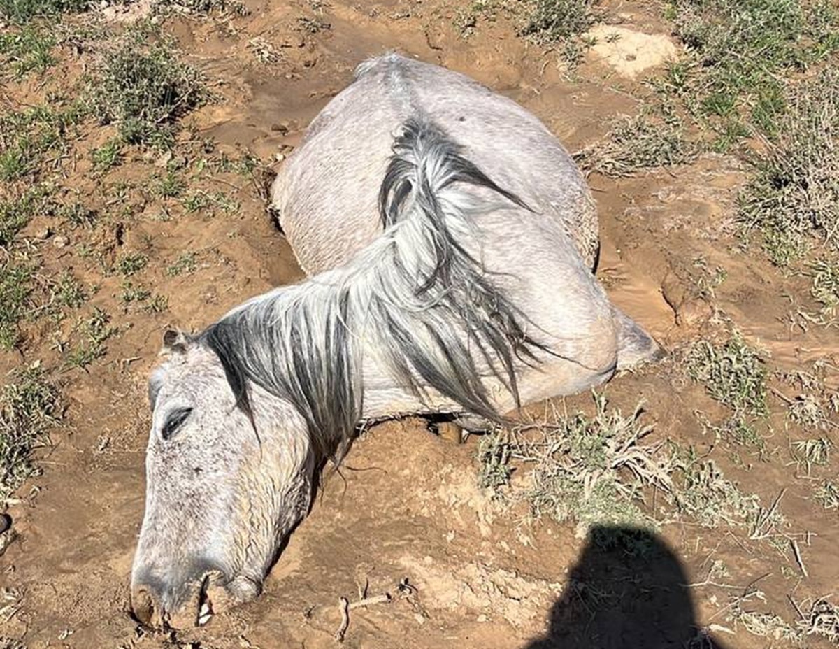 Mańǵystaýda jappaı mal qyrylyp jatyr: fermerler  ótemaqy talap etti