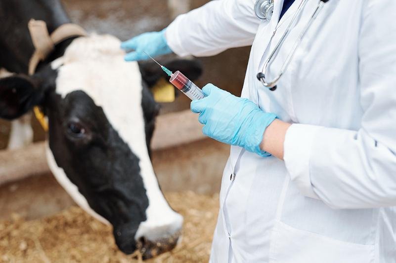 Qazaqstanda veterınarlarǵa qosymsha tólemder engizilýi múmkin