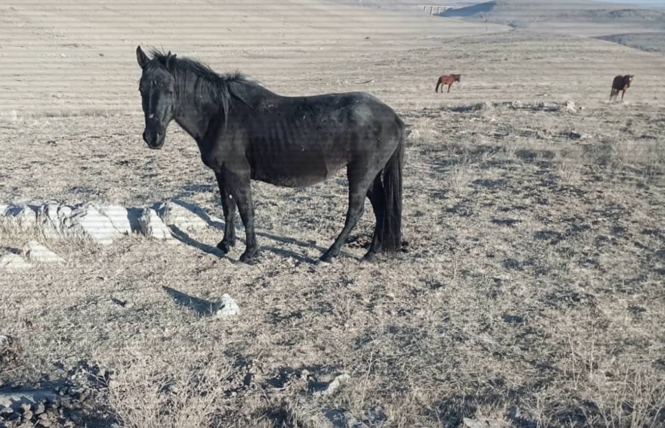 Jambyl oblysynda 39 jylqyny urlaǵan eki qylmystyq top ustaldy