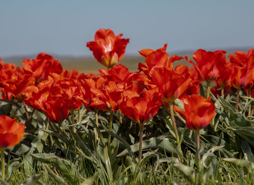 Nıderland Koroldigi Jambyl oblysyna 40 myń túp qyzǵaldaq syılady