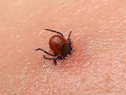 О́limge ákelýi múmkin: Qazaqstannyń 4 óńirinde asa qaýipti vırýs taralyp jatyr