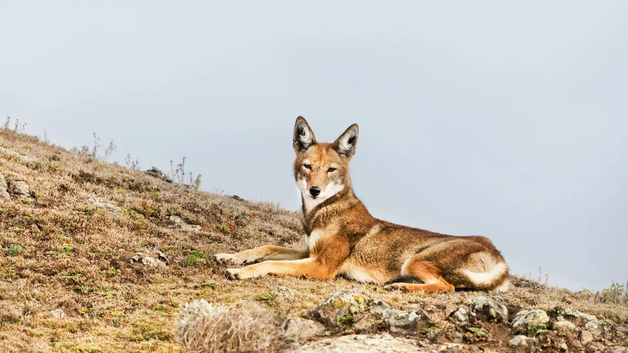 Túrkistan oblysynda shıbóri balalarǵa shabýyl jasaǵan