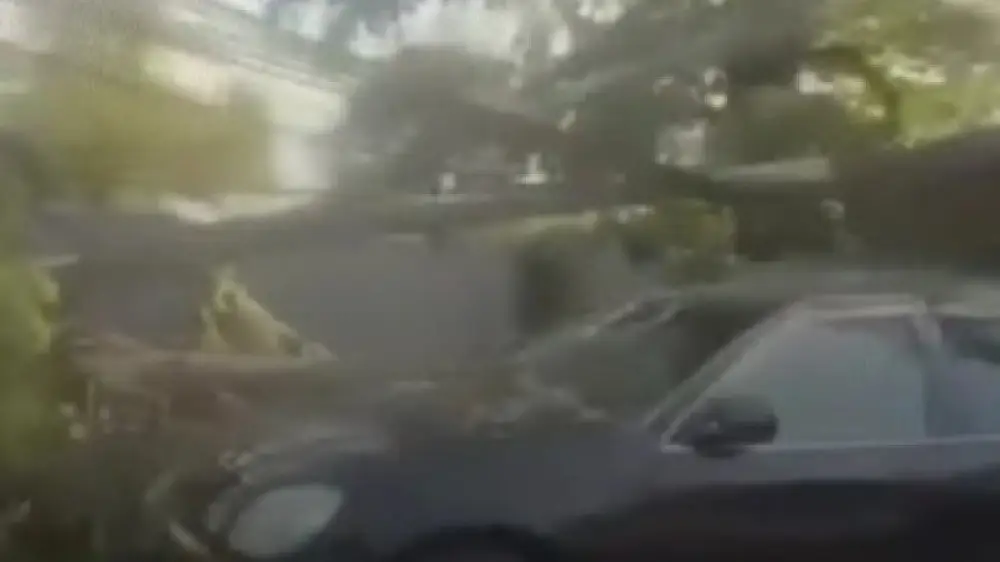 Almatyda aǵash qulap, kólikter men elektr jelilerin zaqymdady