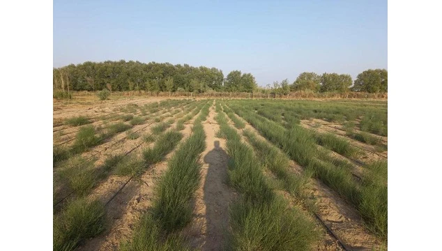 Aýmaǵy mıllıon gektardan asatyn «Aral ormany» rezervaty qurylady