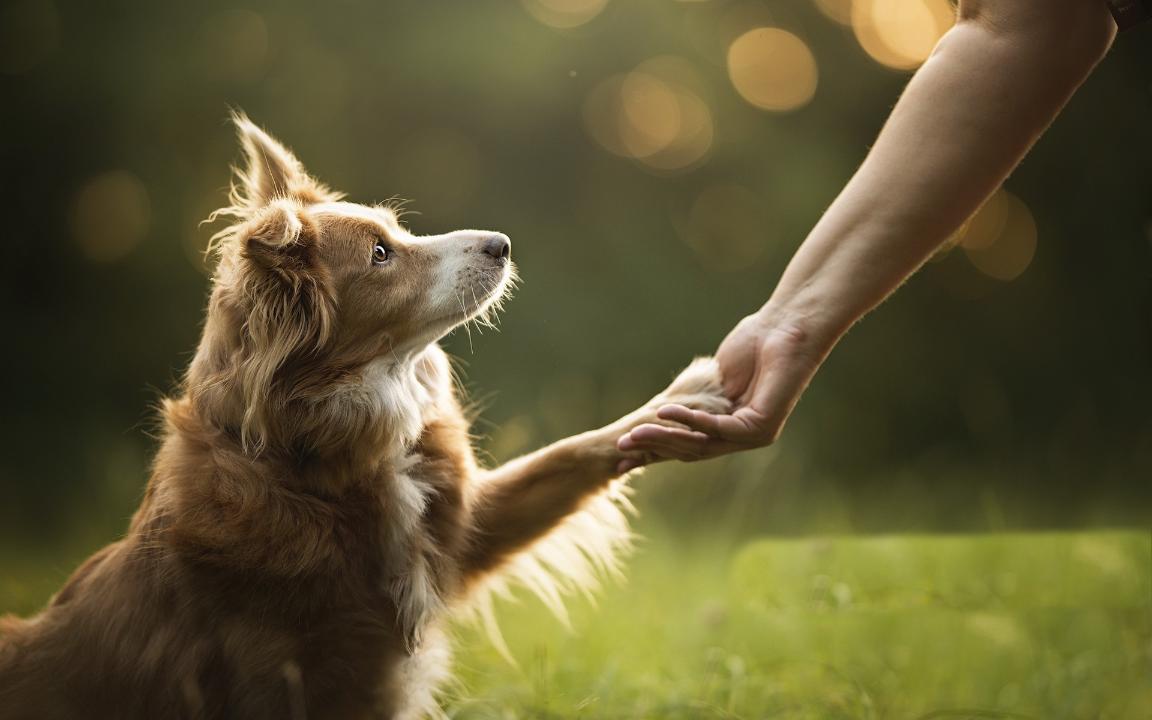 Senat rezonans týdyrǵan janýarlarǵa qatysty zańdy Májiliske qaıtardy
