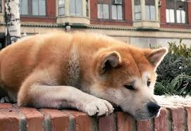 Elimizde úı janýaryn qaraýsyz qaldyrǵandarǵa aıyppul engiziledi