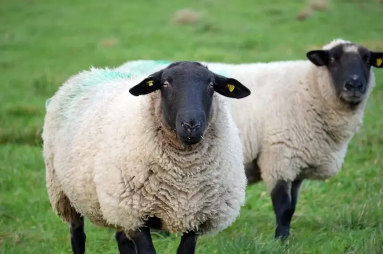 Onlaın qurban shalýǵa arnalǵan arnaıy saıt iske qosyldy