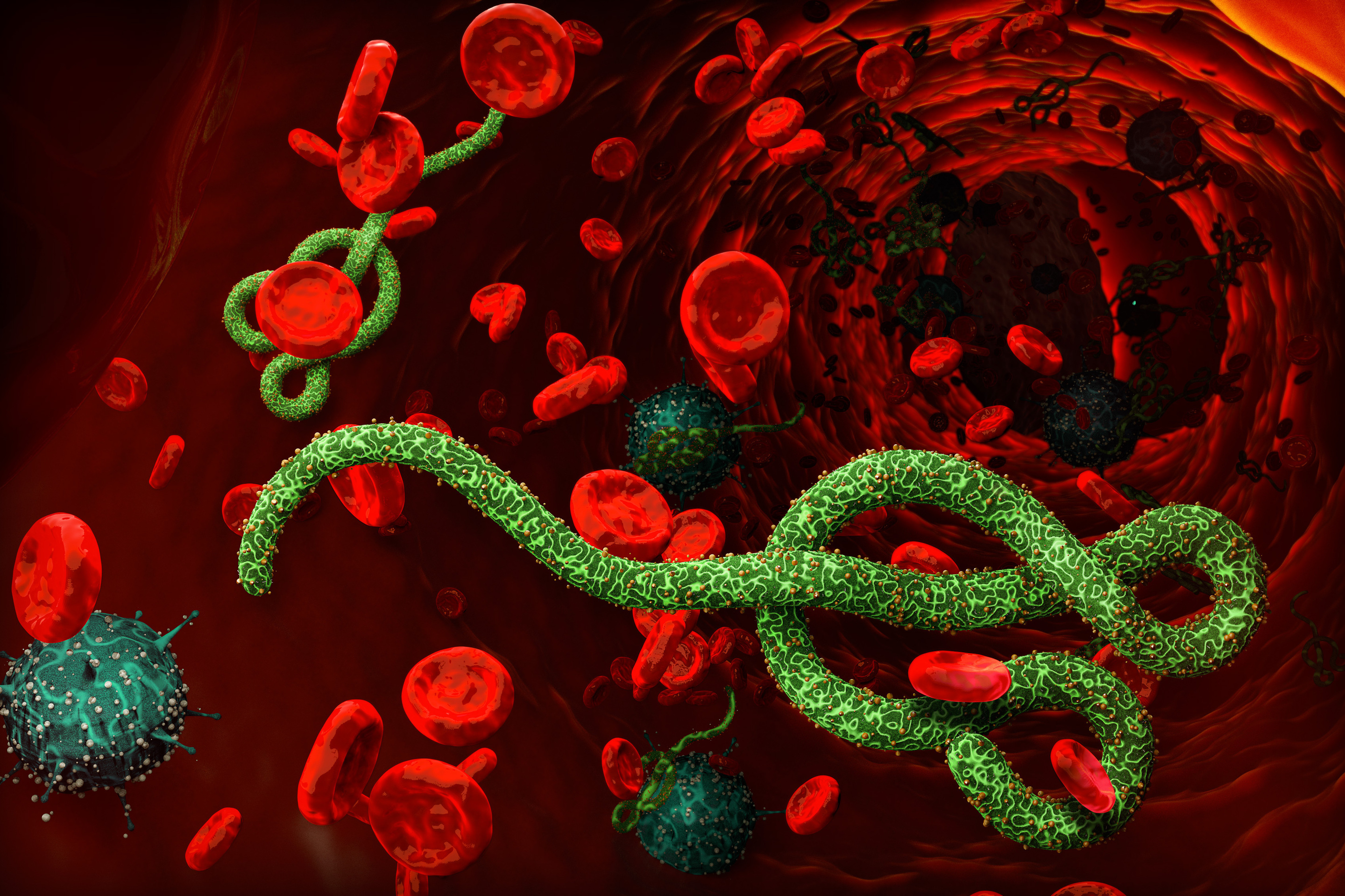 Kongoda ebola vırýsynan 65 adam qaıtys boldy