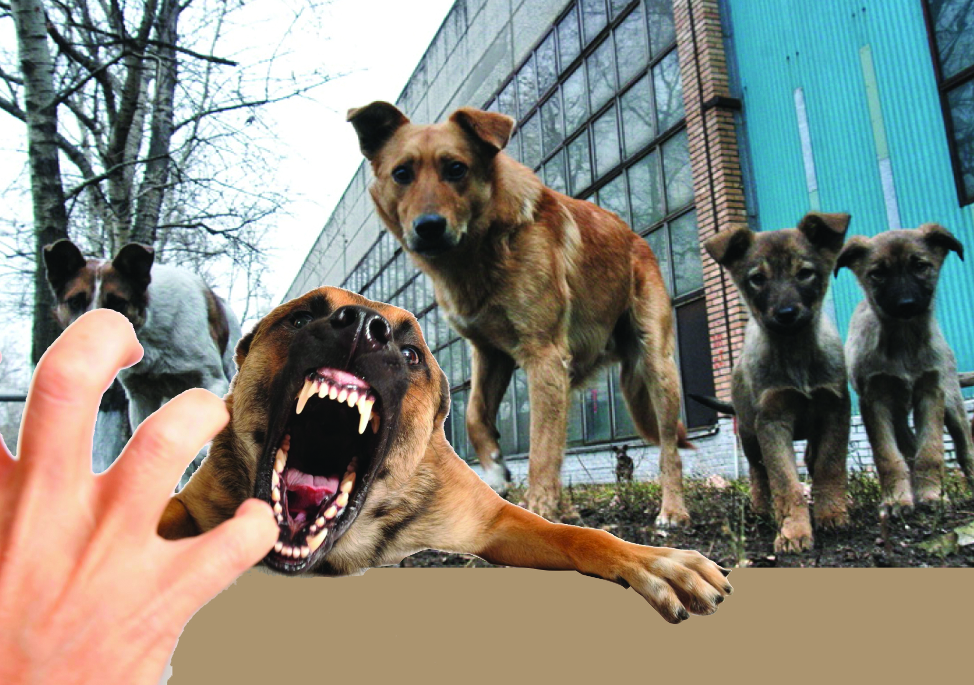 Oralda qańǵybas ıtter bes jasar balany talap tastady