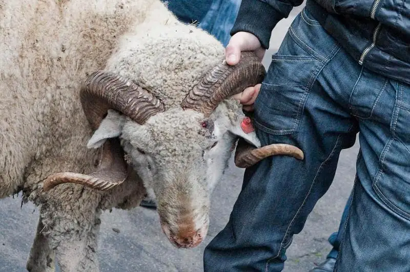 Astanada qurbandyq shalýǵa arnalǵan arnaıy oryndar belgilendi