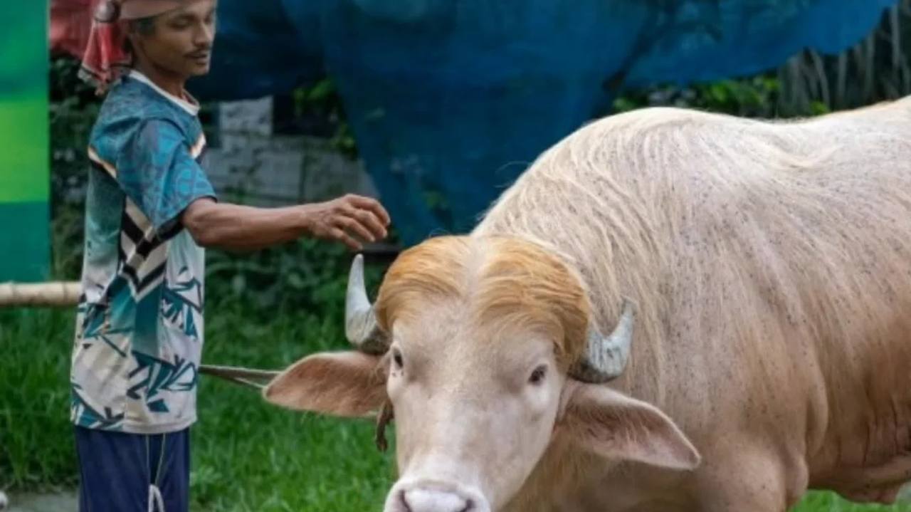 Qurban aıt qarsańynda «Donald Tramp» atty býıvol satyldy