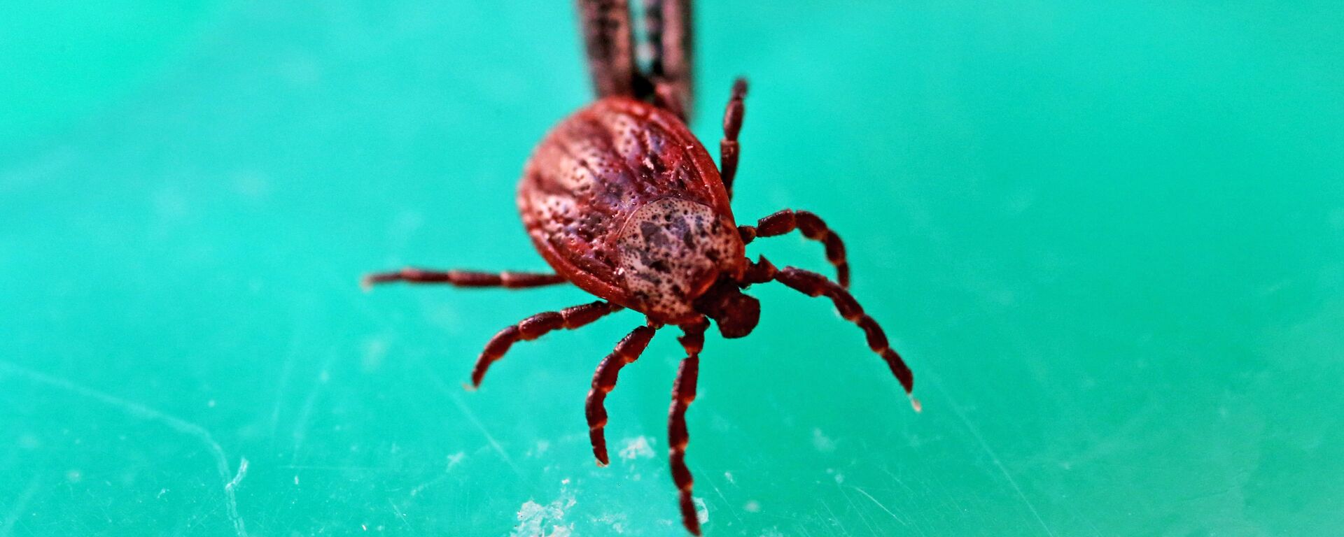 Aqmola oblysynda kene shaqqan jasóspirim jansaqtaý bólimine tústi