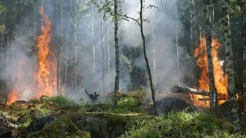 «Semeı ormany» rezervaty aýmaǵynda bir táýlikte 14 orman órti tirkeldi